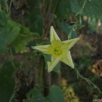 Luffa acutangula (L.) Roxb.